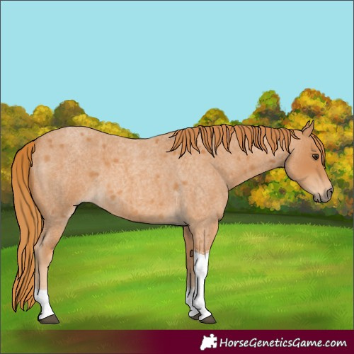 Horse Color:Red Roan Tobiano 