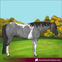Horse Color:Blue Roan Tobiano 