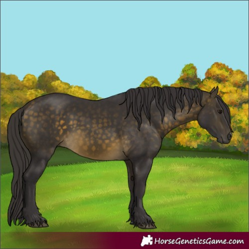 Horse Color:Buckskin 