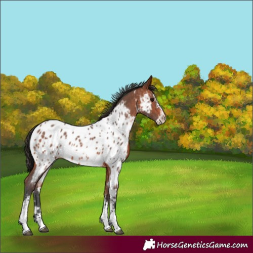 Horse Color:Bay Sabino Appaloosa 