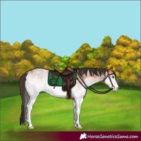 Horse Color:White Spotted Bay 