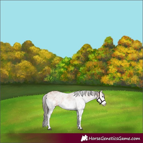 Horse Color:White Spotted Bay 