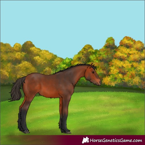 Horse Color:Bay 