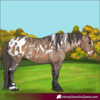 Horse Color:White Spotted Bay Dun Blanket 
