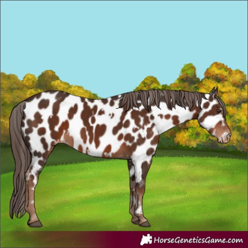 Horse Color:White Spotted Liver Chestnut Appaloosa 
