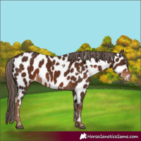 Horse Color:White Spotted Liver Chestnut Appaloosa 