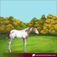 Horse Color:Bay Sabino Splash Tobiano Frame Rabicano 