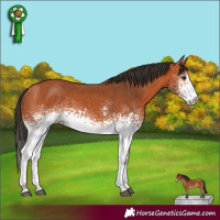 Horse Color:White Spotted Bay Varnish 