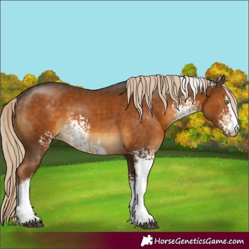Horse Color:White Spotted Chocolate Palomino