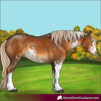 Horse Color:White Spotted Chocolate Palomino