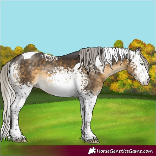Horse Color:White Spotted Silver Buckskin Tobiano Rabicano 