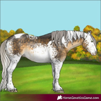 Horse Color:White Spotted Silver Buckskin Tobiano Rabicano