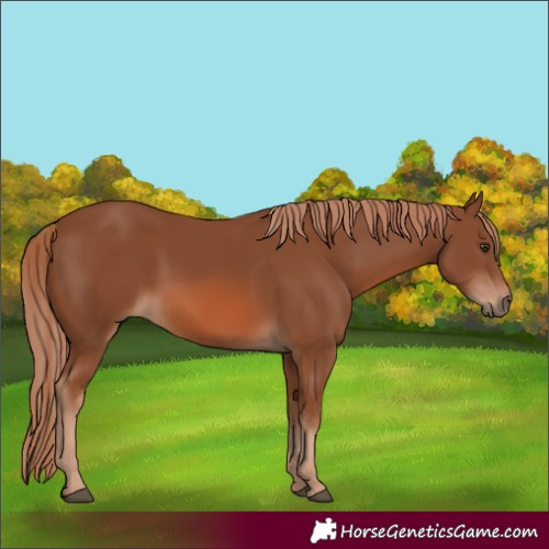 Horse Color:Chestnut 