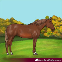 Horse Color:Chestnut 