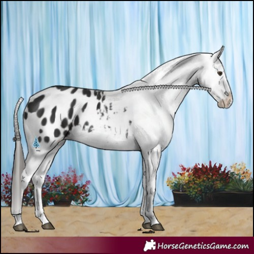 Horse Color:Liver Chestnut Splash Appaloosa 