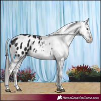Horse Color:Liver Chestnut Splash Appaloosa