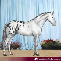 Horse Color:Liver Chestnut Splash Appaloosa 