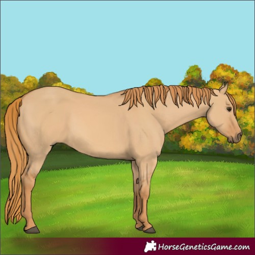 Horse Color:Red Dun