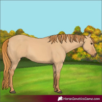 Horse Color:Red Dun 