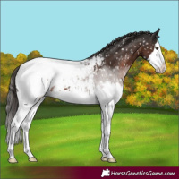 Horse Color:Liver Chestnut Splash Snowcap 