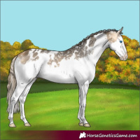 Horse Color:White Spotted Buckskin Splash Snowflake Varnish 