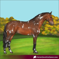 Horse Color:White Spotted Bay 