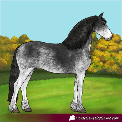 Horse Color:Gray White Spotted Smoky Black Sabino 