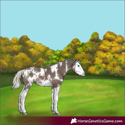 Horse Color:White Spotted Silver Black Splash 