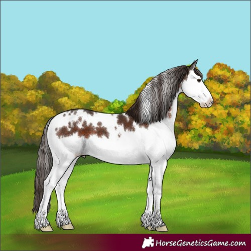 Horse Color:White Spotted Liver Chestnut Splash 