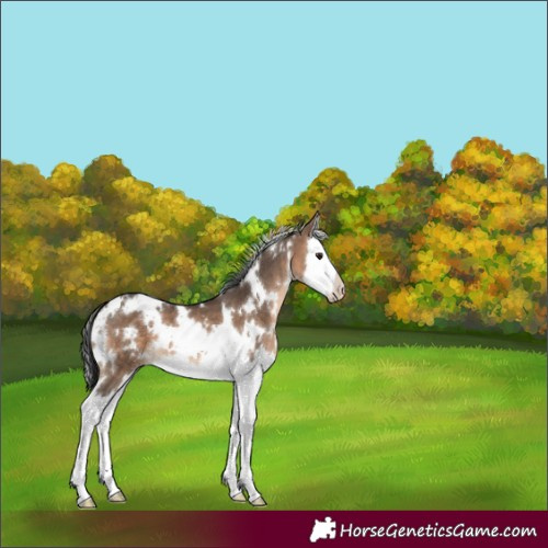 Horse Color:White Spotted Brown Dun Splash 