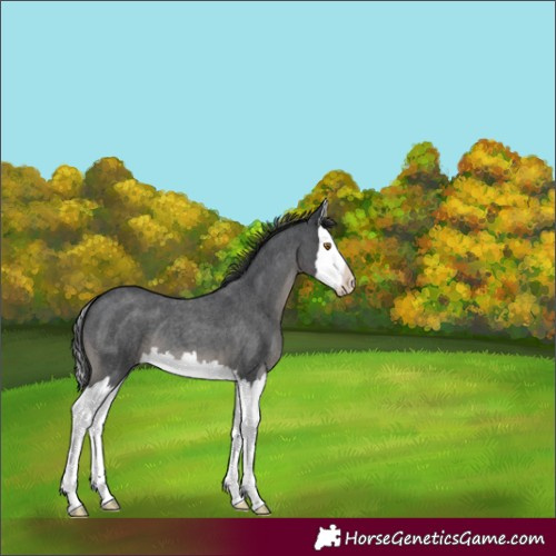 Horse Color:Blue Roan Splash 