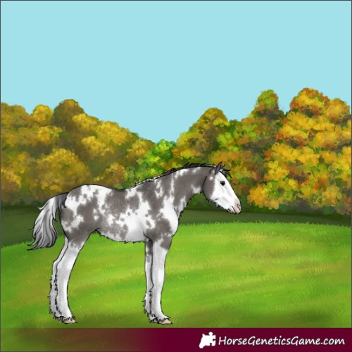 Horse Color:White Spotted Grullo Splash Rabicano 