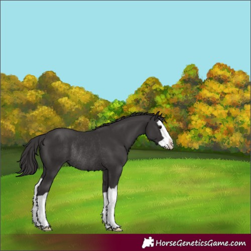 Horse Color:Smoky Black Splash Rabicano 