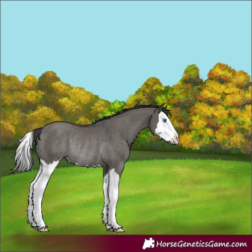 Horse Color:Grullo Splash Rabicano 