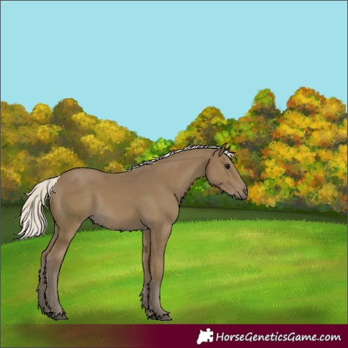 Horse Color:Silver Smoky Black Rabicano 