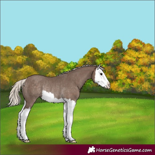 Horse Color:Silver Black Splash Rabicano 