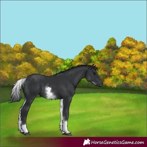 Horse Color:White Spotted Black Rabicano 