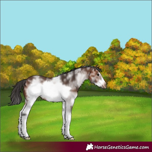 Horse Color:White Spotted Brown Frame Rabicano 