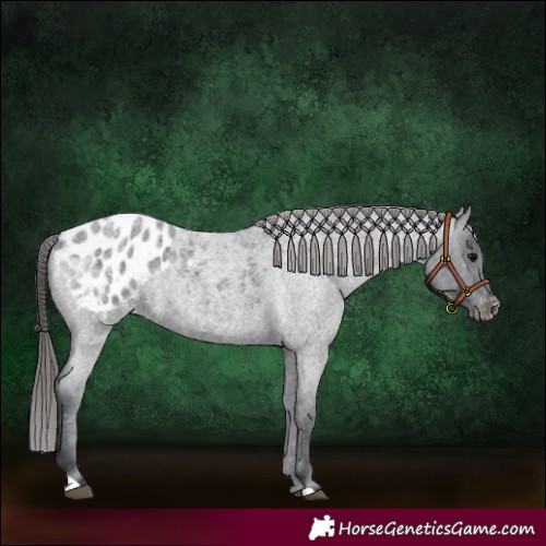 Horse Color:Blue Roan Blanket
