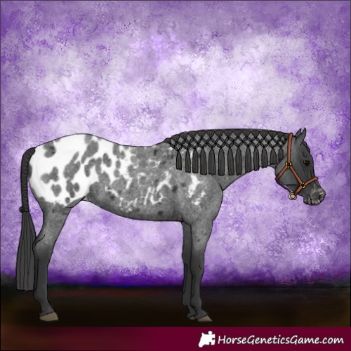 Horse Color:Blue Roan Appaloosa