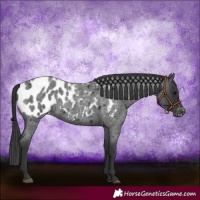 Horse Color:Blue Roan Appaloosa 