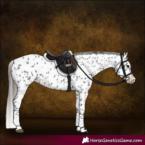 Horse Color:Blue Roan Leopard 