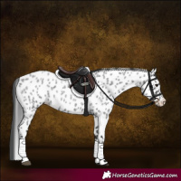 Horse Color:Blue Roan Appaloosa 