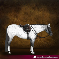 Horse Color:Blue Roan Appaloosa