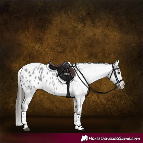 Horse Color:Blue Roan Blanket