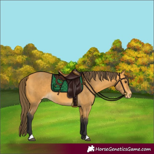 Horse Color:Buckskin Varnish 