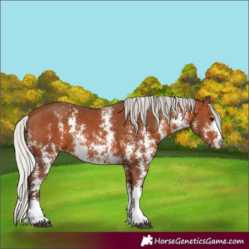 Horse Color:Silver Brown Sabino 