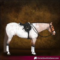 Horse Color:Bay Roan Near Leopard