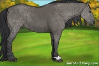 Horse Color:Grullo 