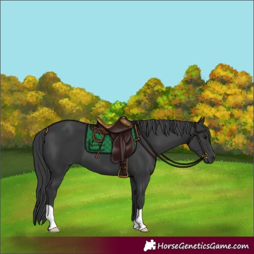 Horse Color:Black 